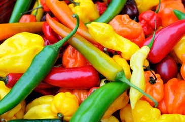 colorful mix of the freshest and hottest chili peppers - 71667386