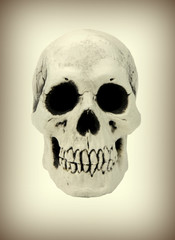 Human skull
