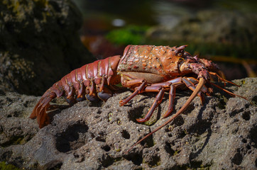 Lobster crawling