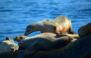 Fototapeta premium Sea lions