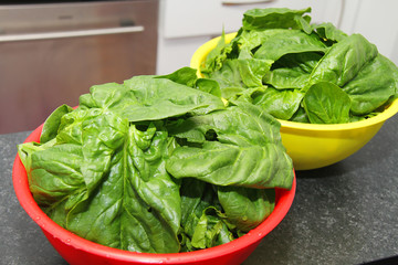 Fresh spinach in a bowl