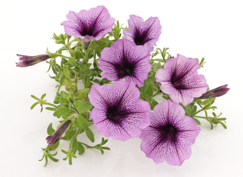 petunia