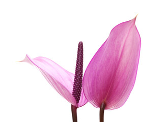Fototapeta na wymiar purple Anthurium