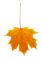Autumn leaf isolated on white