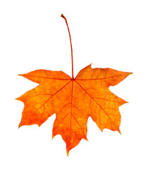 Autumn leaf isolated on white