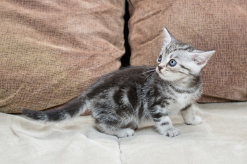 Fototapeta na wymiar Kitten on sofa - Stock Image
