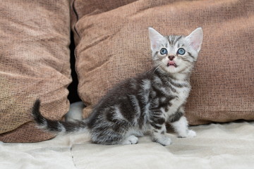Kitten on sofa