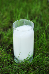 Milk in glass on grass close-up