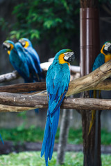Blue-and-Yellow Macaw (Ara ararauna), also known as the Blue-and