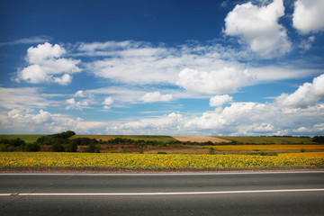 Fototapeta premium Road through the yellow sunflower field