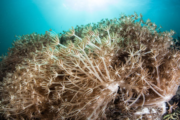 Fototapeta na wymiar Coral Polyps