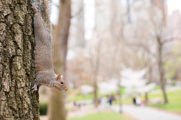Obraz premium Squirrel on the tree in Central park, New York