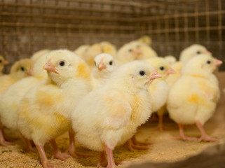 Chickens. Poultry farm