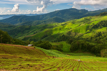 Obraz premium landscape with green corn field, forest, mountains