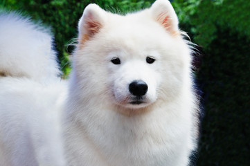 Obraz premium beautiful Samoyed