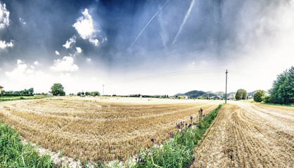 Panorama of Wheat field © dade72