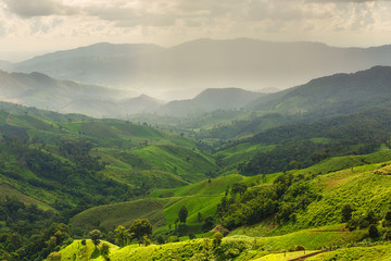 landscape with green corn field, forest, mountains