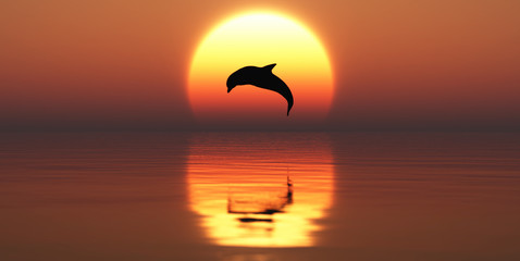 delfin © juanjo