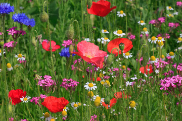 multicoloured flowers on meadow