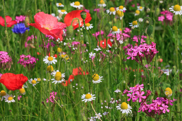 Panele Szklane Podświetlane  a lot of flowers on meadow