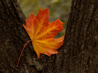 close up of maple tree leaf on trunk of tree