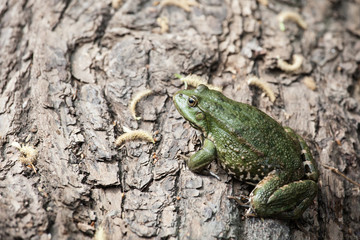 Big green frog