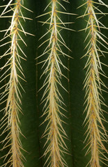 Echinocactus grusonii, Cactaceae, Mexico