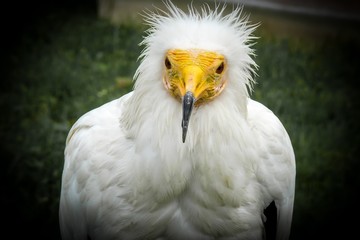 Egyptian vulture portrait