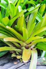 Bromeliad
