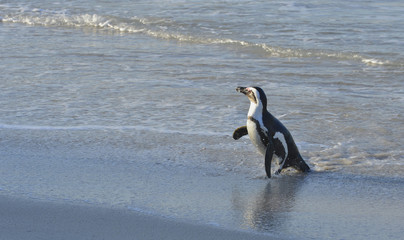 Obraz premium African penguin