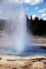 eruption of a Geyser in Yellowstone National Park