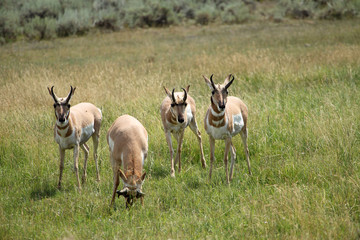 Naklejka na ściany i meble Herd of antelopes in Yellowstone National Park