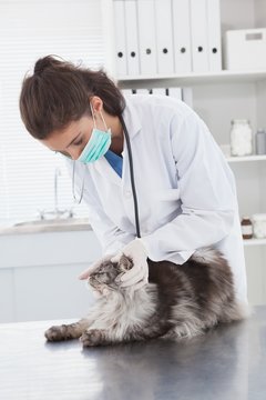 Vet with surgical mask examining a cat