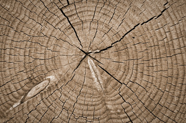 Cross section of tree trunk showing growth rings,texture