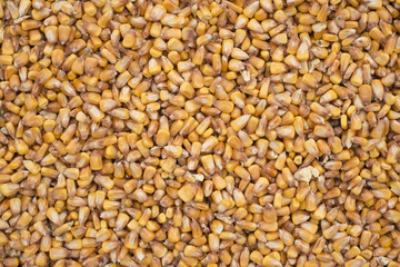 yellow raw fresh  corn texture background