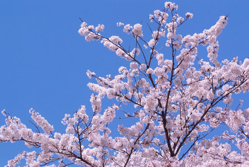 ソメイヨシノ_青空
