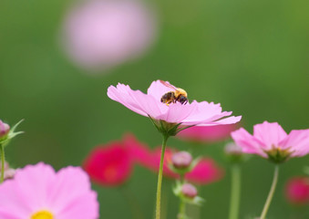 Fototapeta premium ミツバチとコスモス