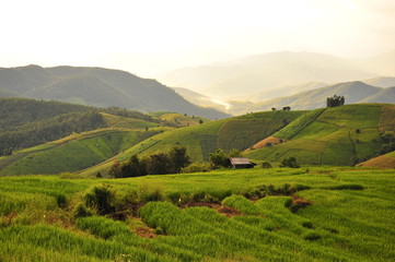 Fototapeta premium Rice Terraced Fields