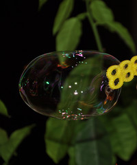 bubble
