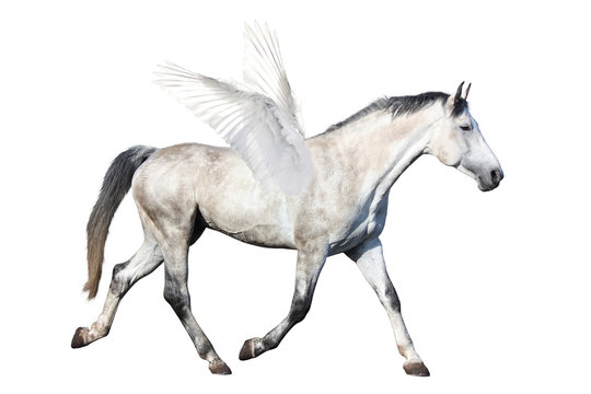 Gray horse pegasus trotting isolated on white