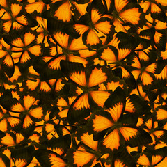 Fototapeta premium seamless background from orange butterflies