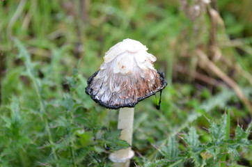 champignons coprin