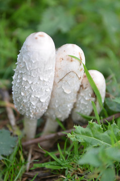 champignons coprin
