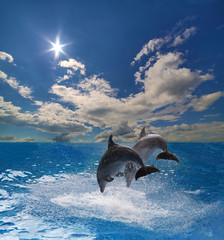 two grey dolphins jumping above blue sea