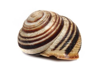ordinary home garden snail © Oleksandr Kovalchuk