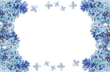 lush blue lilac flower isolated frame