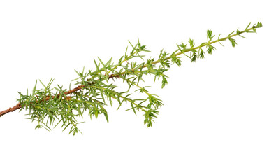 isolated single green  junipe branch