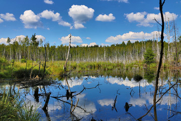 swamp in green birch forest
