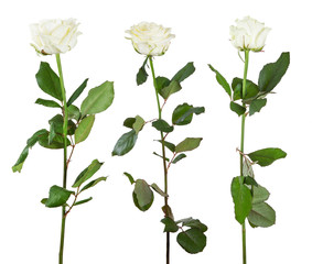 beautiful three light color roses with green leaves