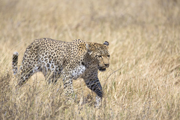 Naklejka premium Wild leopard walking in the grass